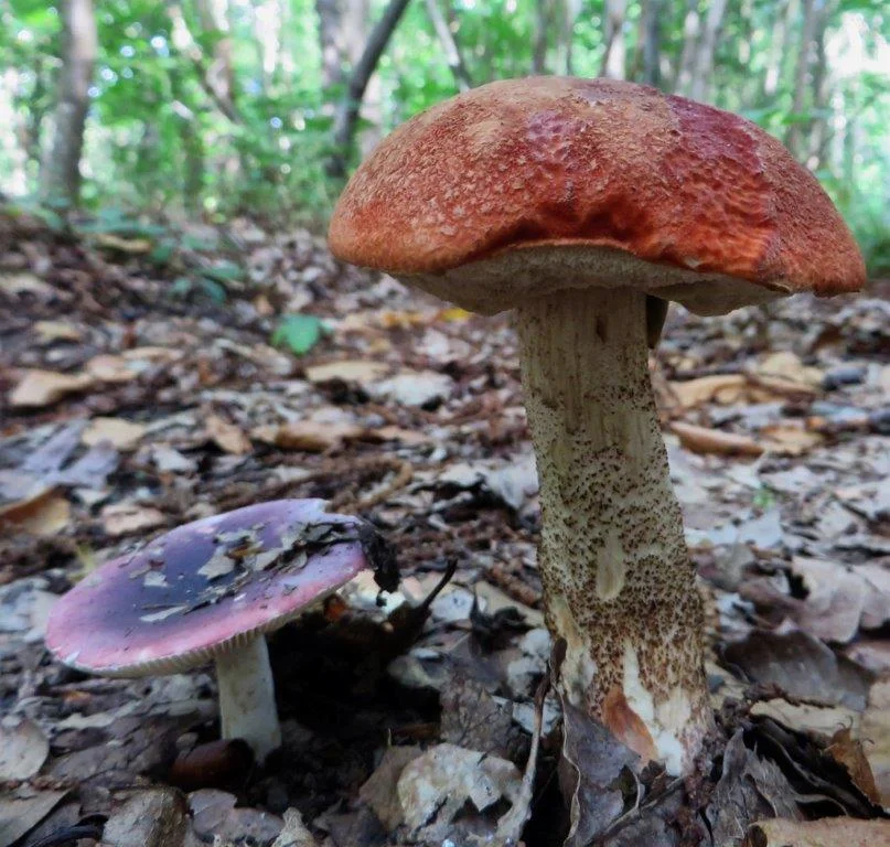 Woodland Fungi 1
