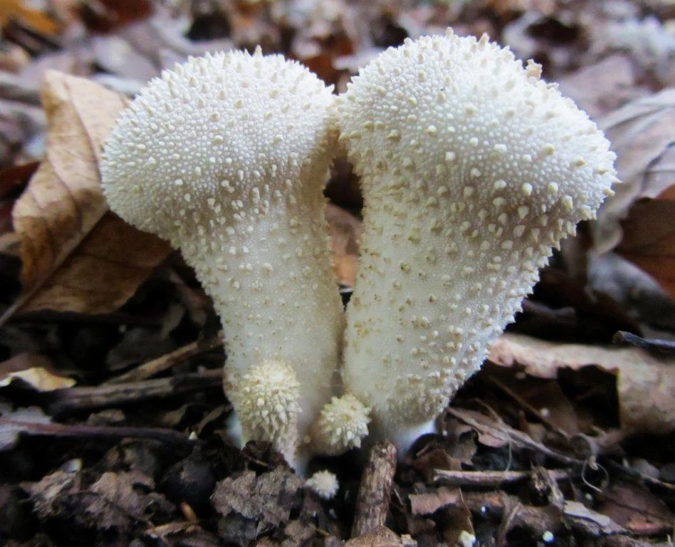 Woodland Fungi 2