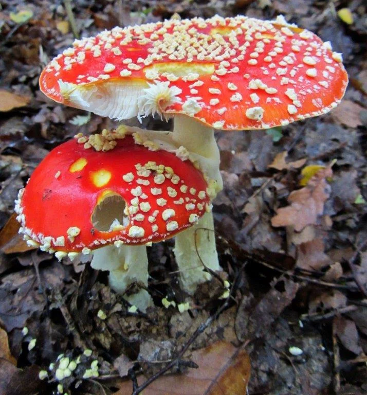Woodland Fungi 4