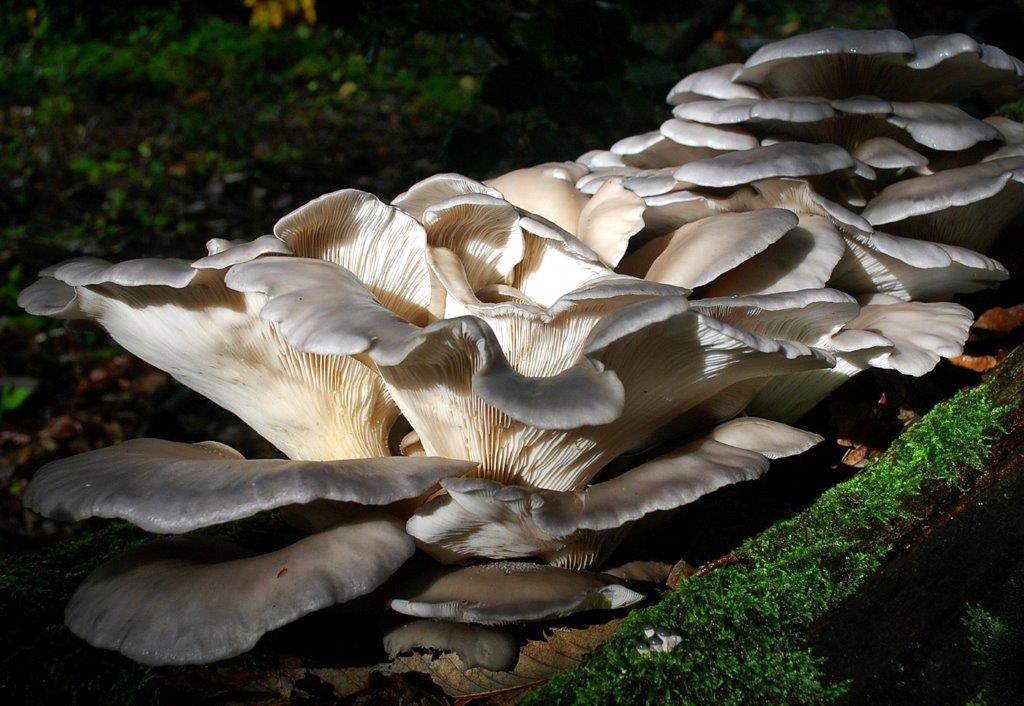 Woodland Fungi 7