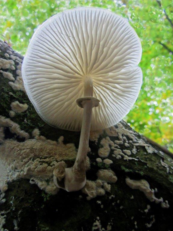 Woodland Fungi 8