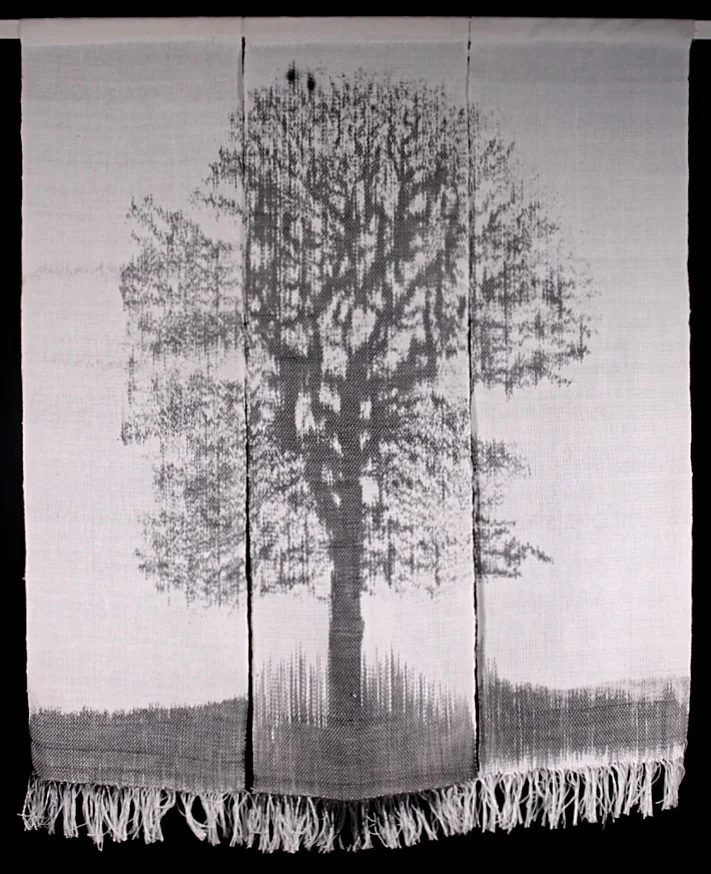 Tree in fog 1.jpg