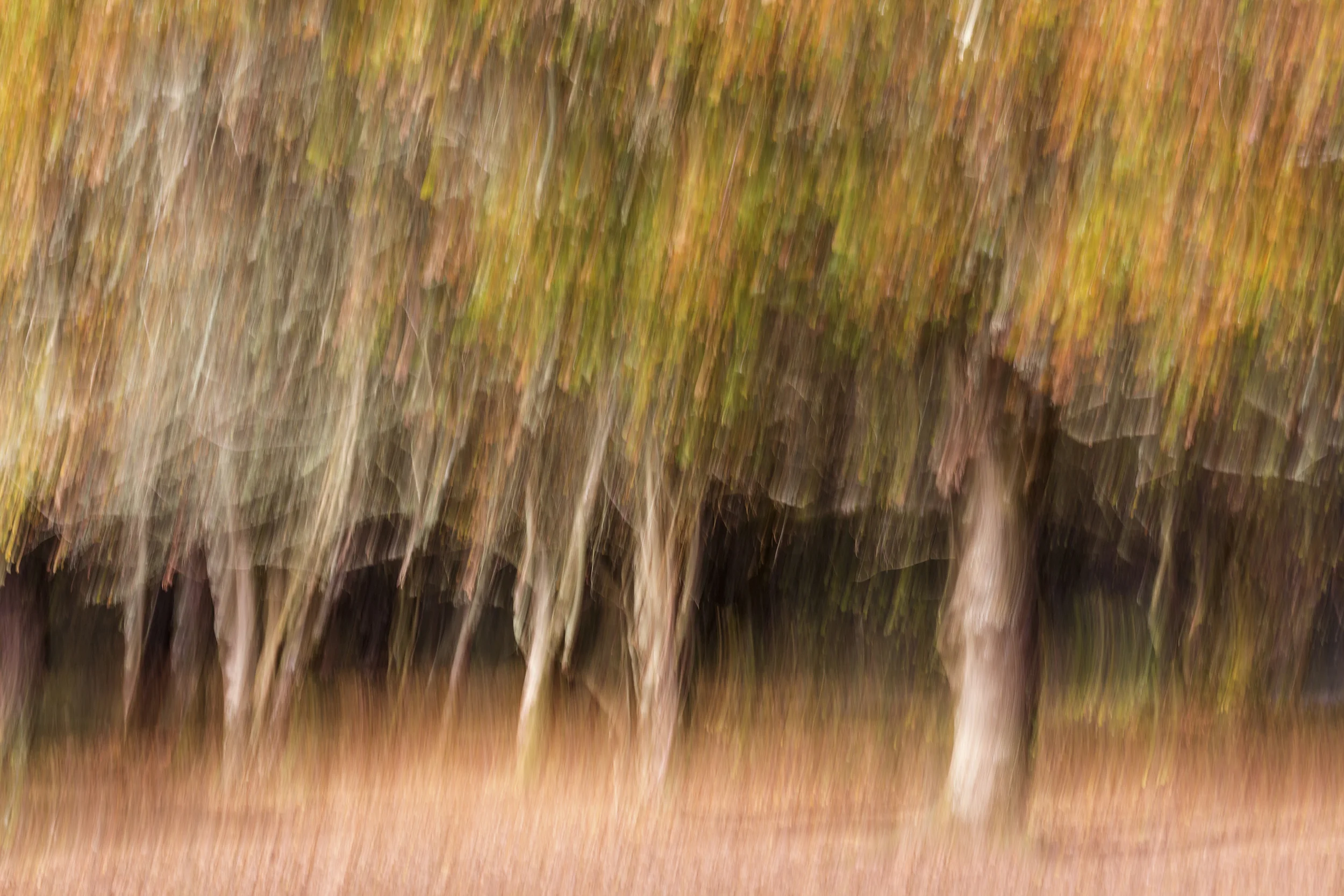 PhilICM Trees, Newbridge, Dartmoor.jpg