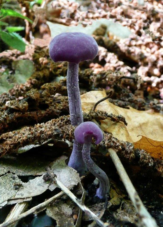 Amethyst Deceiver.jpg