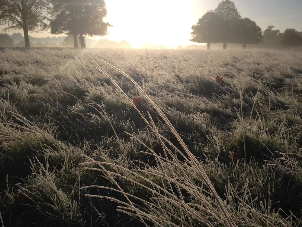 Frosty morning SM.jpeg