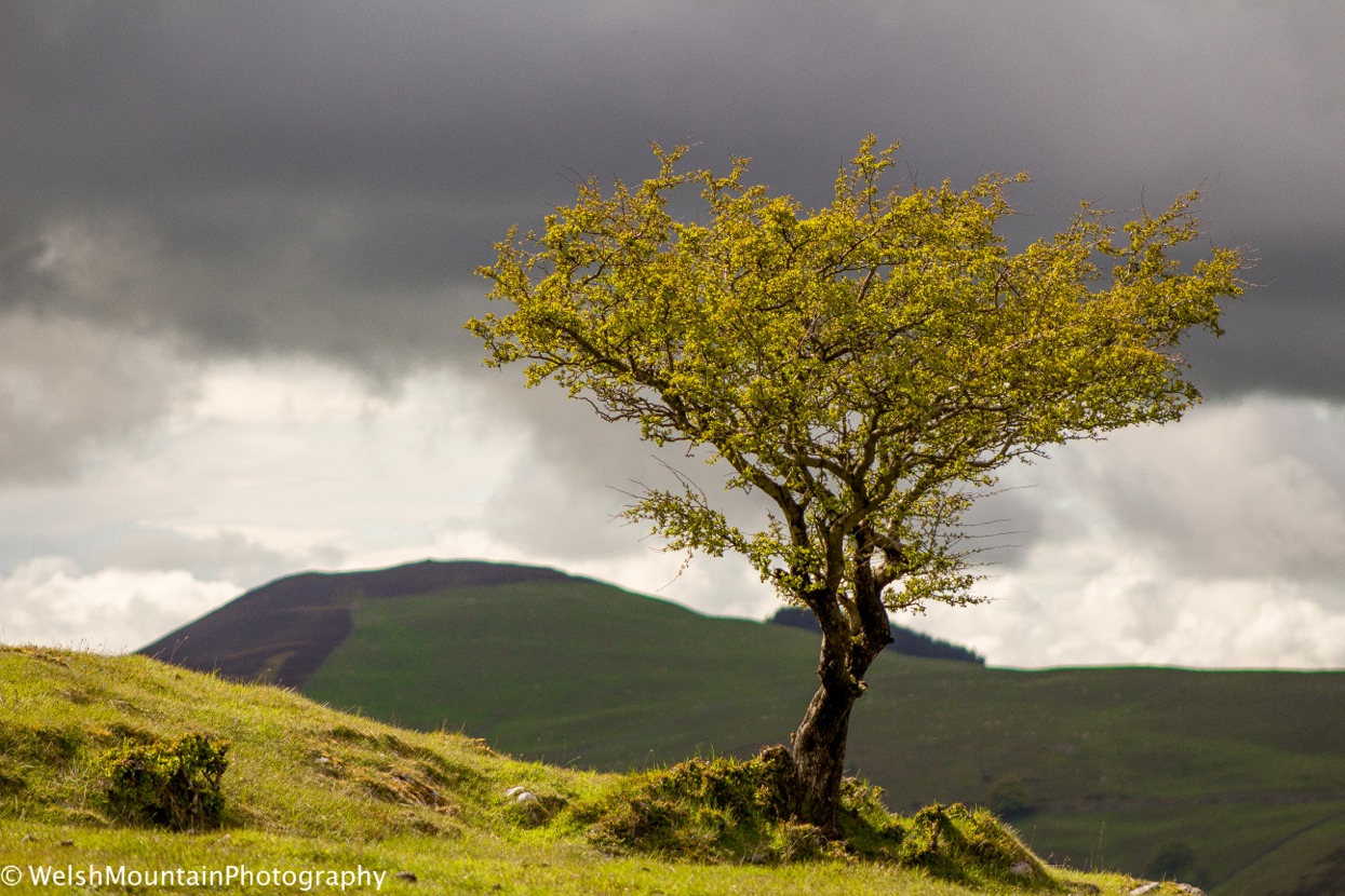 Tree.jpeg