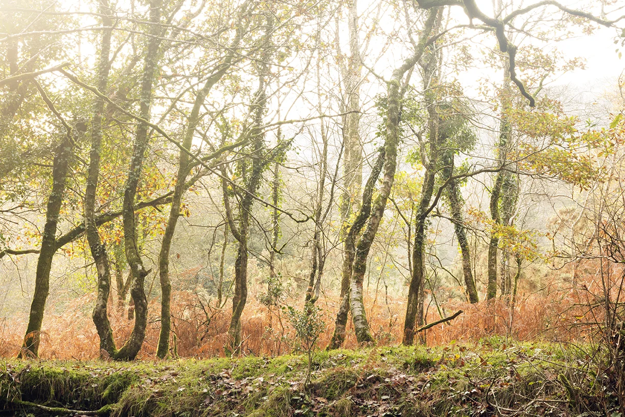 TheGaggleSmallIMG_5433ShaughBridgeDartmoor.jpg