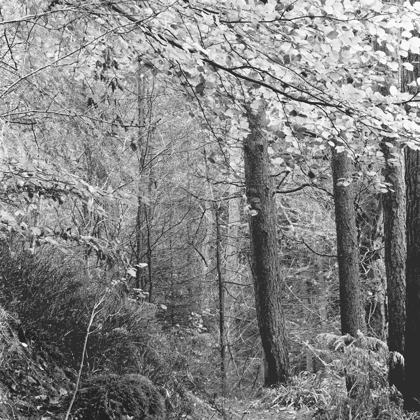 My favourite UK woodlands
