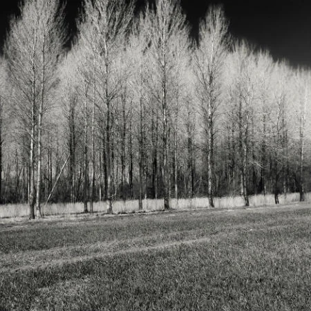 Stand of trees