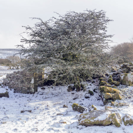 In the Bleak Mid Winter