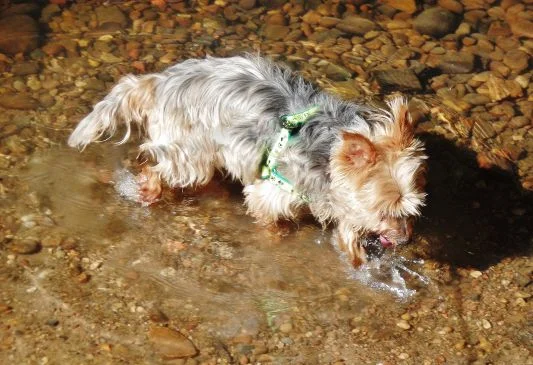 doggie paddle.jpg