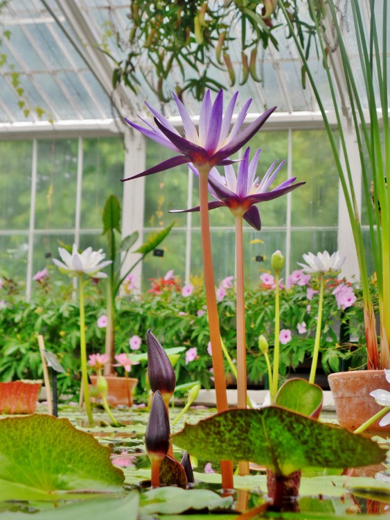 greenhouse pond.jpg