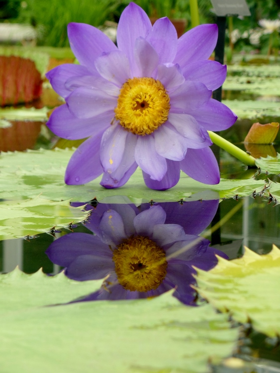 on reflection (563x750).jpg