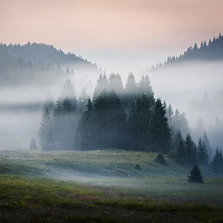 Pretty Little Forest