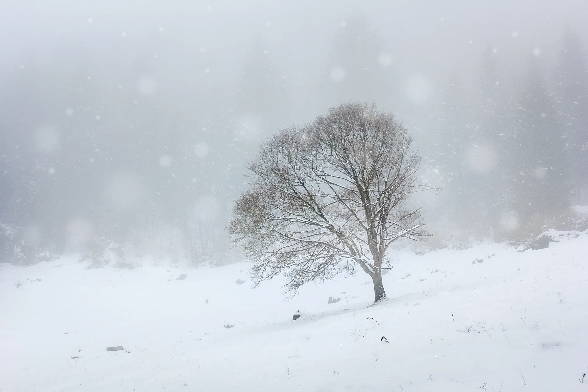 13 Ghost tree during a snow storm.jpg