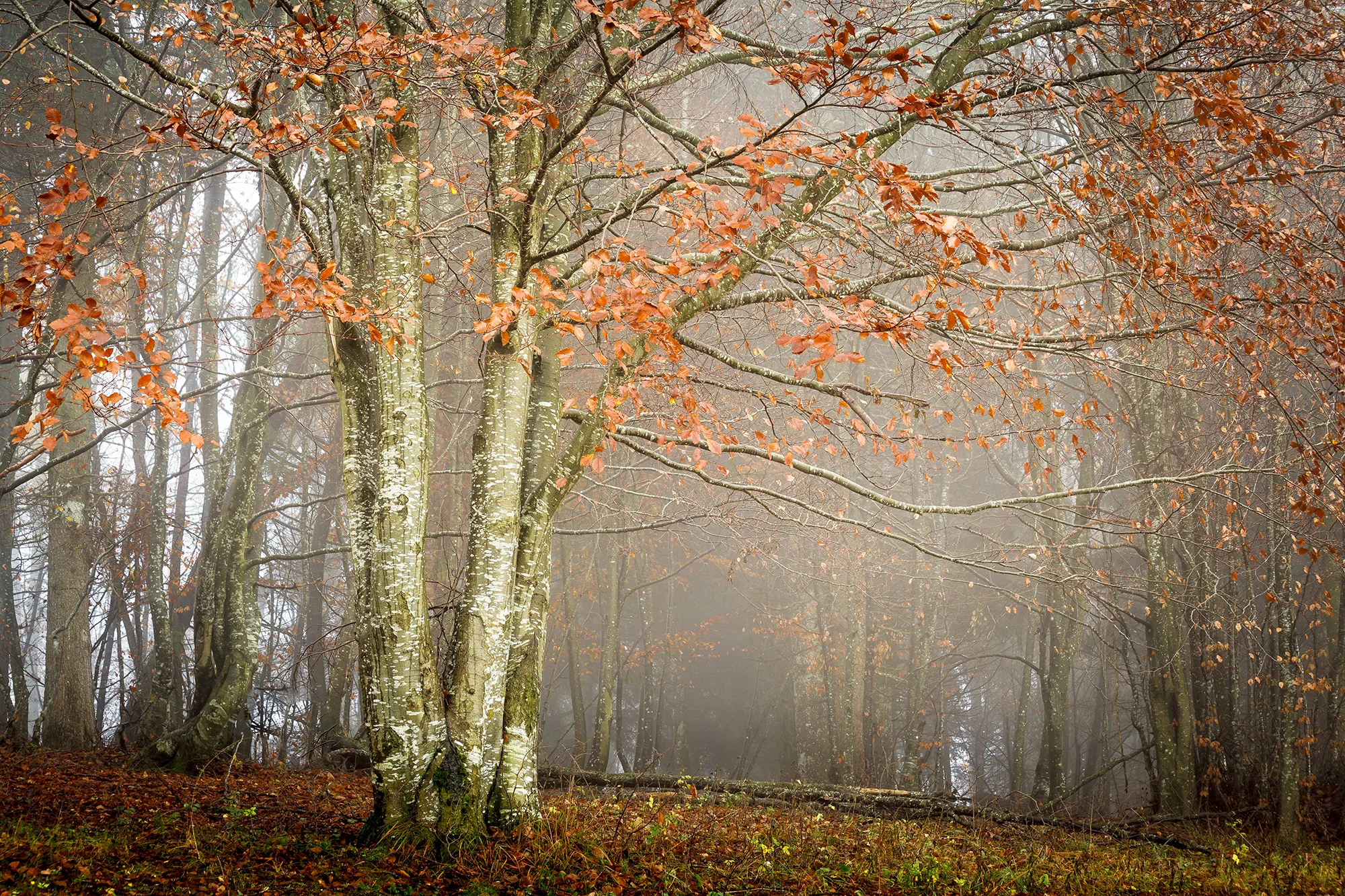 Beech Trees In Autumn Thurmanovich Gallery