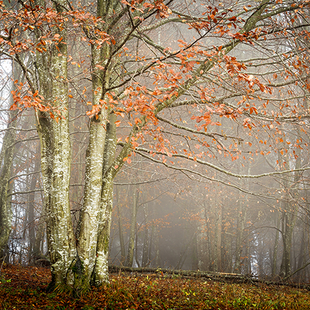 Beech Trees in Autumn