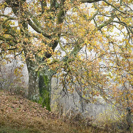 The Oak Tree