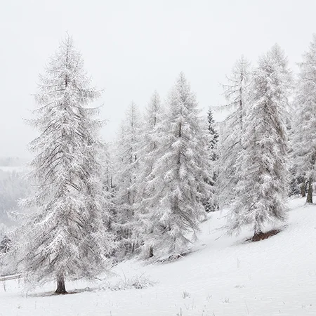 Larches in the snow