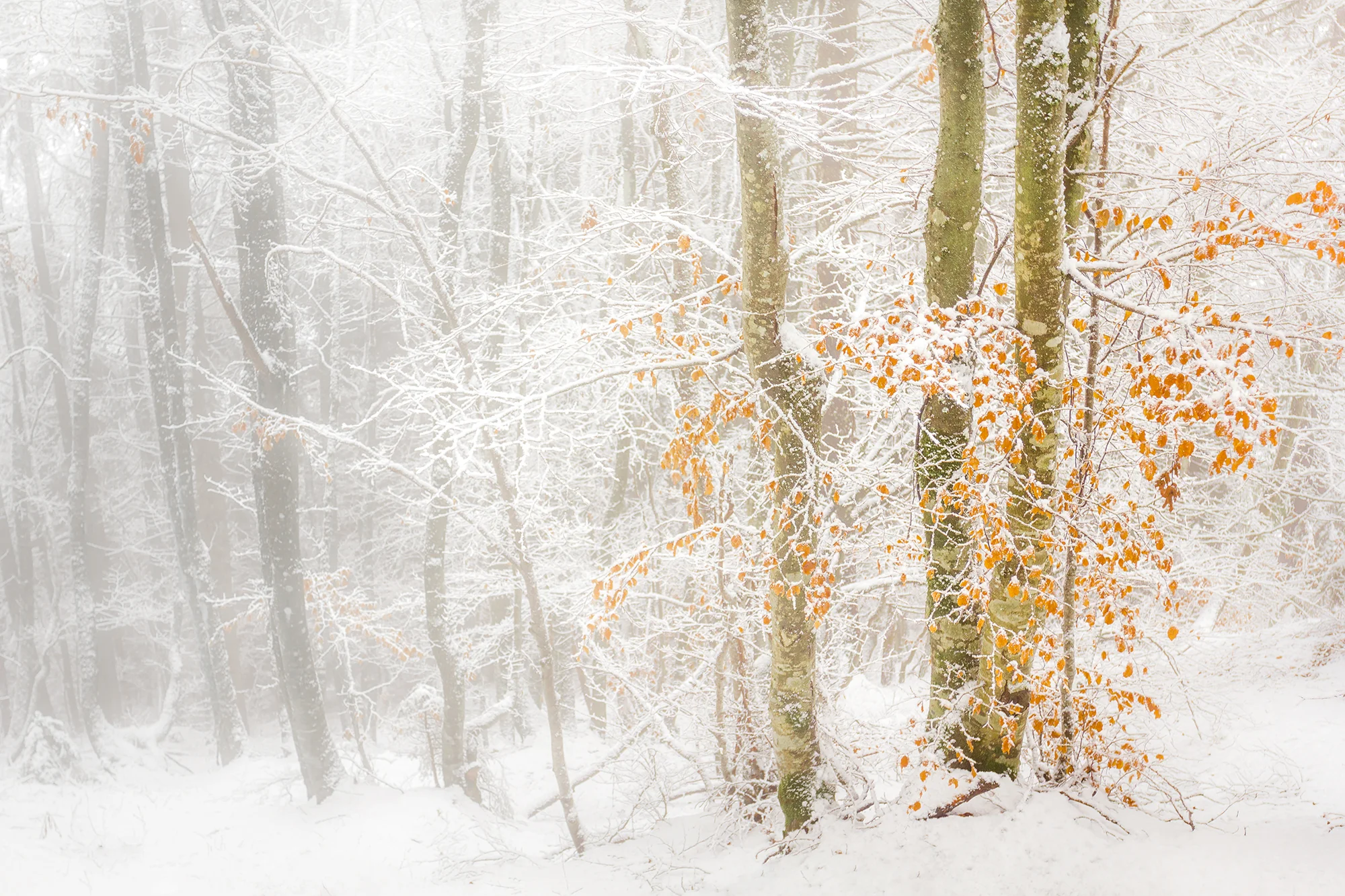 22 Leaves in deep snow.jpg