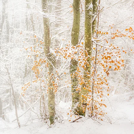 Leaves in Deep Snow