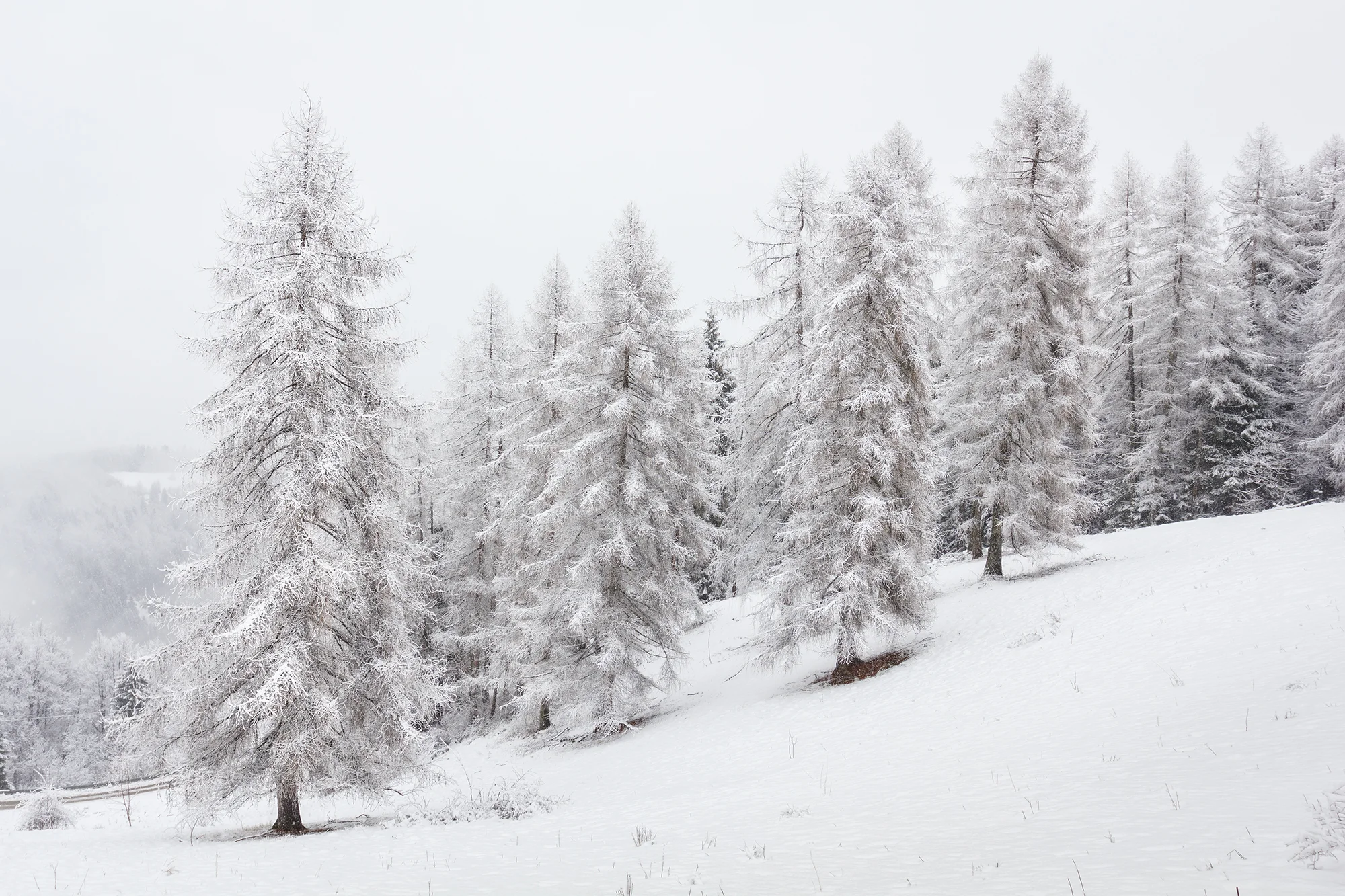 16 Larches in the snow.jpg