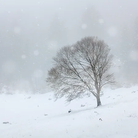 Ghost Tree During a Snow Storm