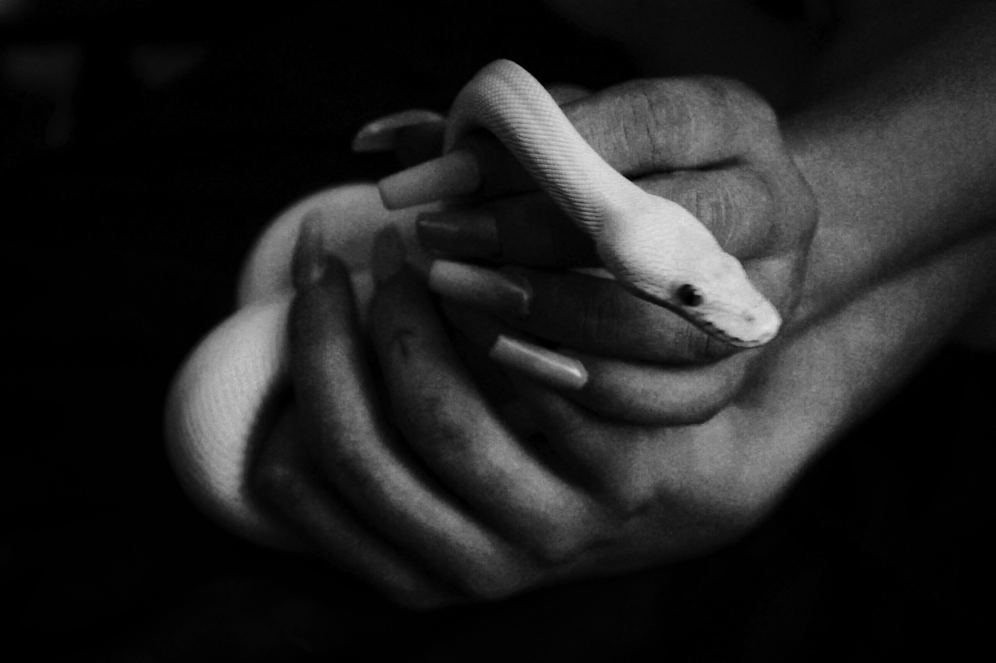 Turtle Bugg & Kelsey’s snake, White Boy Rick