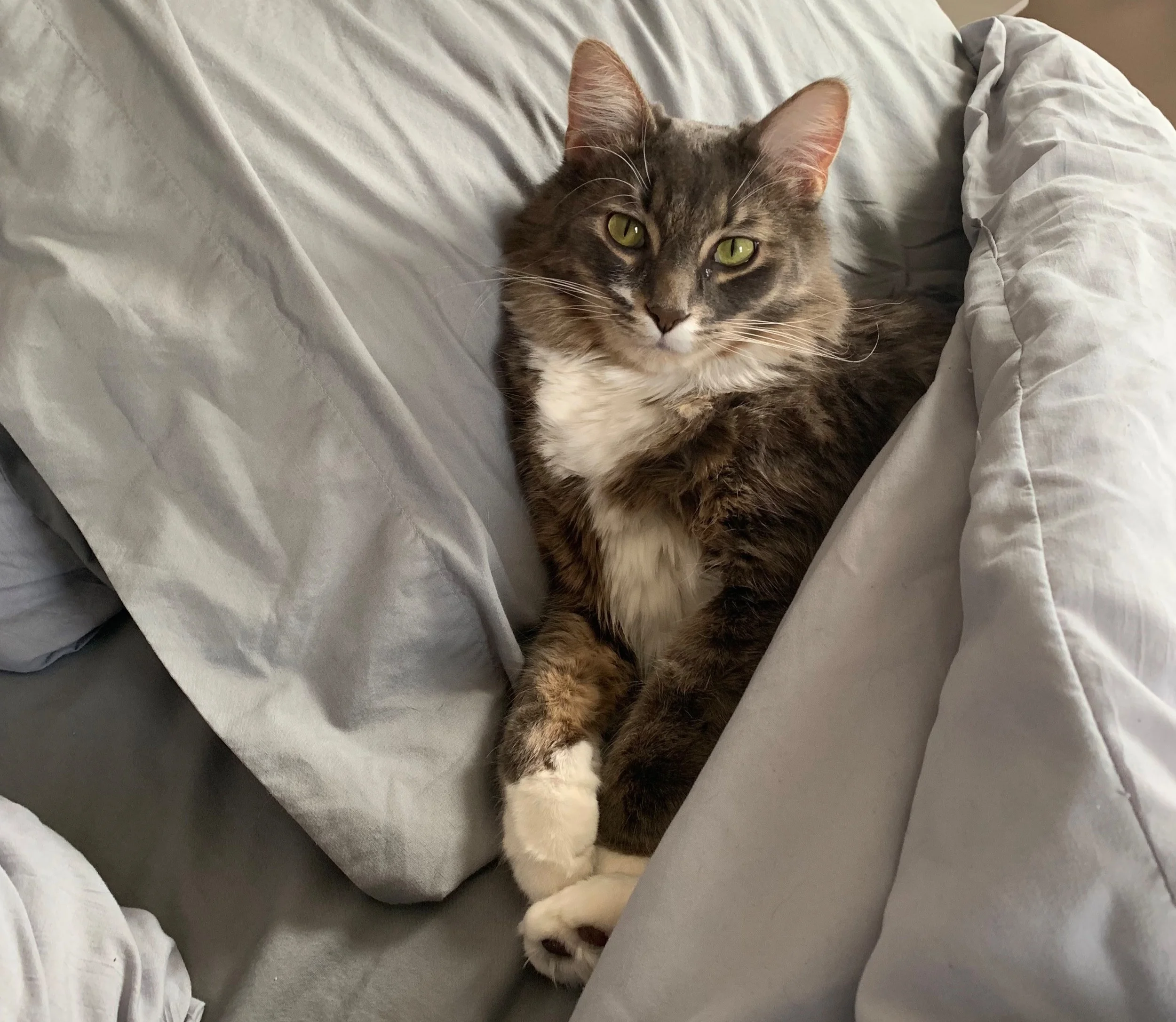 The handsome mr. kitten