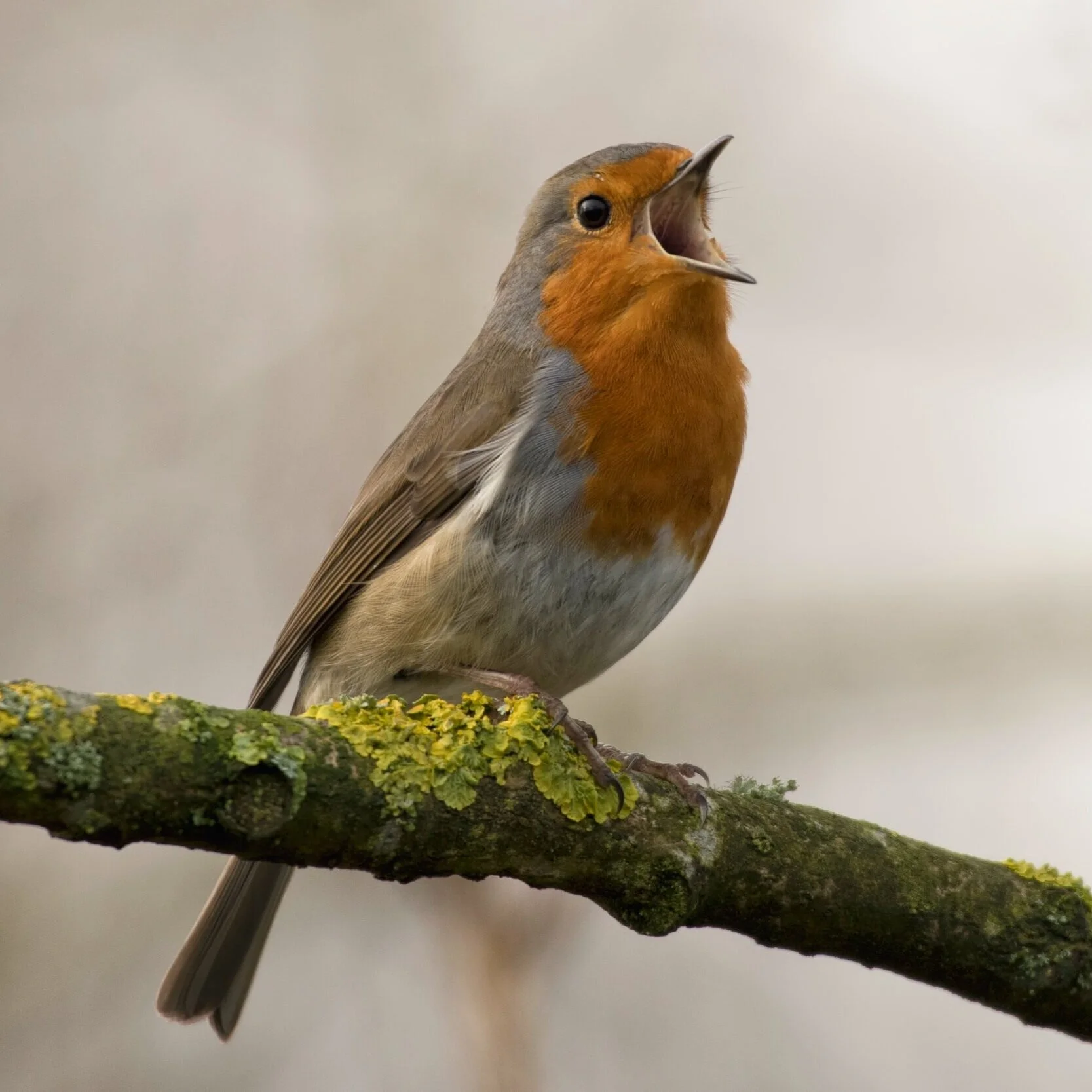 Group singing lesson