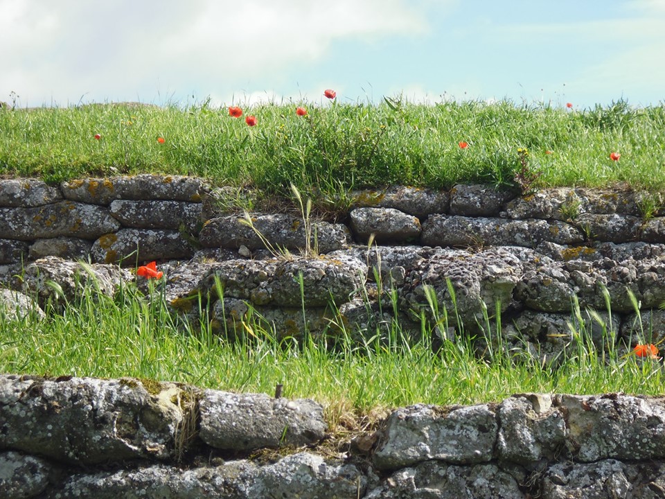 Poppies.jpg