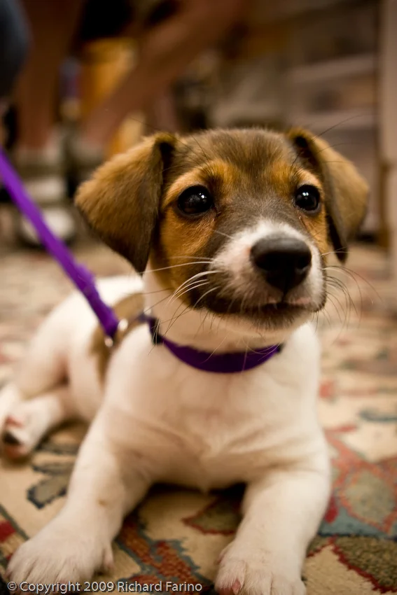 puppy_8312.jpg