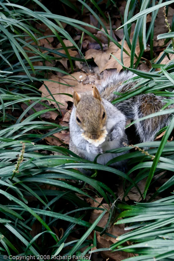 squirrel_0199.jpg