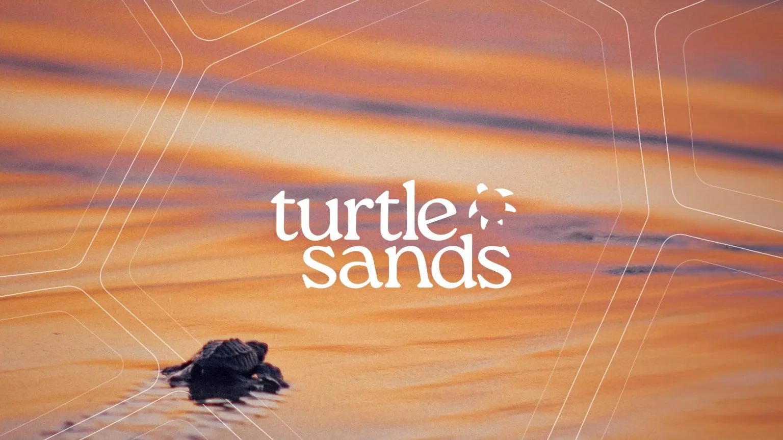 Web-Pages_TurtleSands-1536x863.jpg