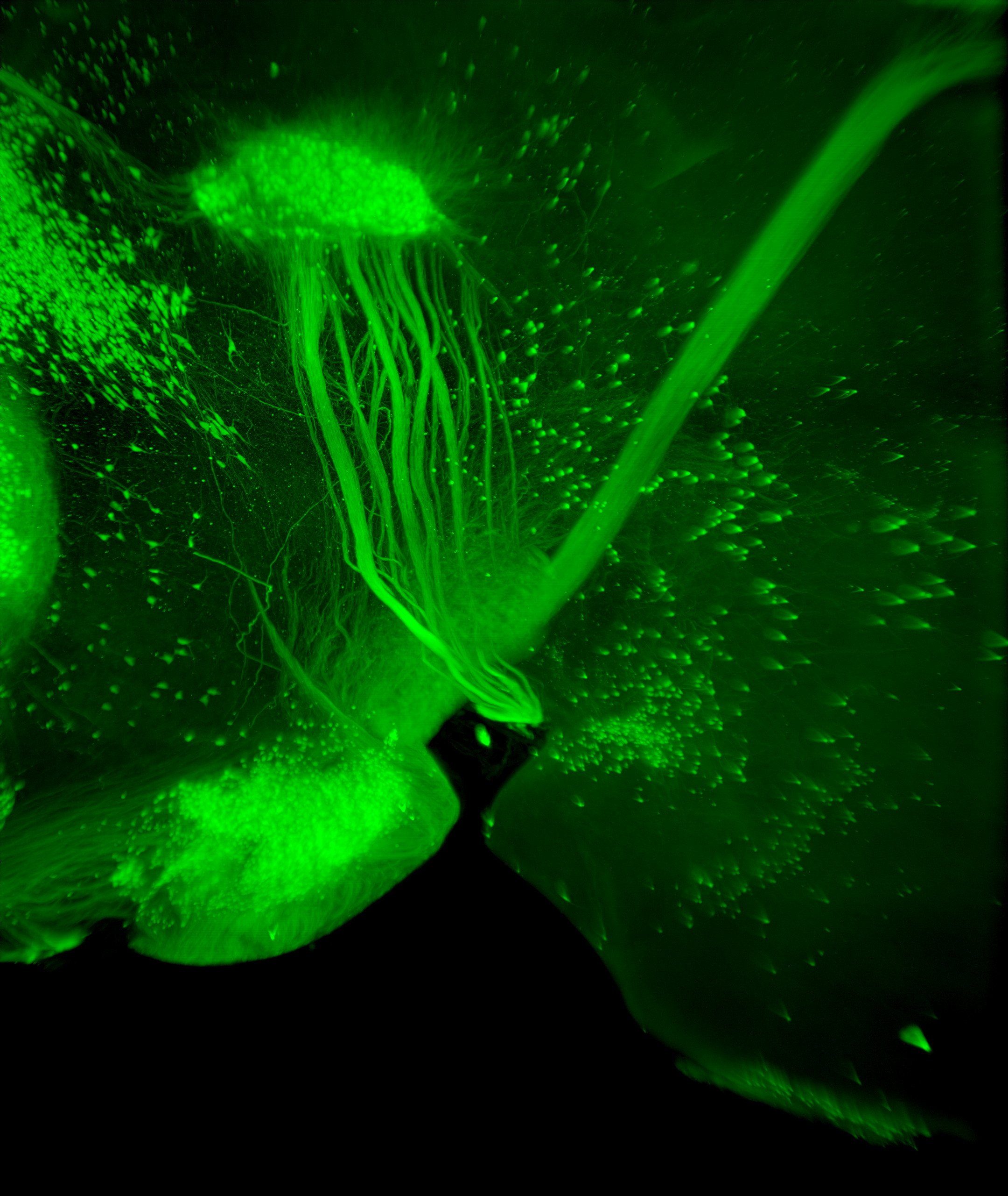 Whole-mount immunolabeling of tdTomato in a ChAT-cre ; Ai14 line with iDISCO. This shows the oculomotor nucleus with the IPN and fasciculus retroflexus.
