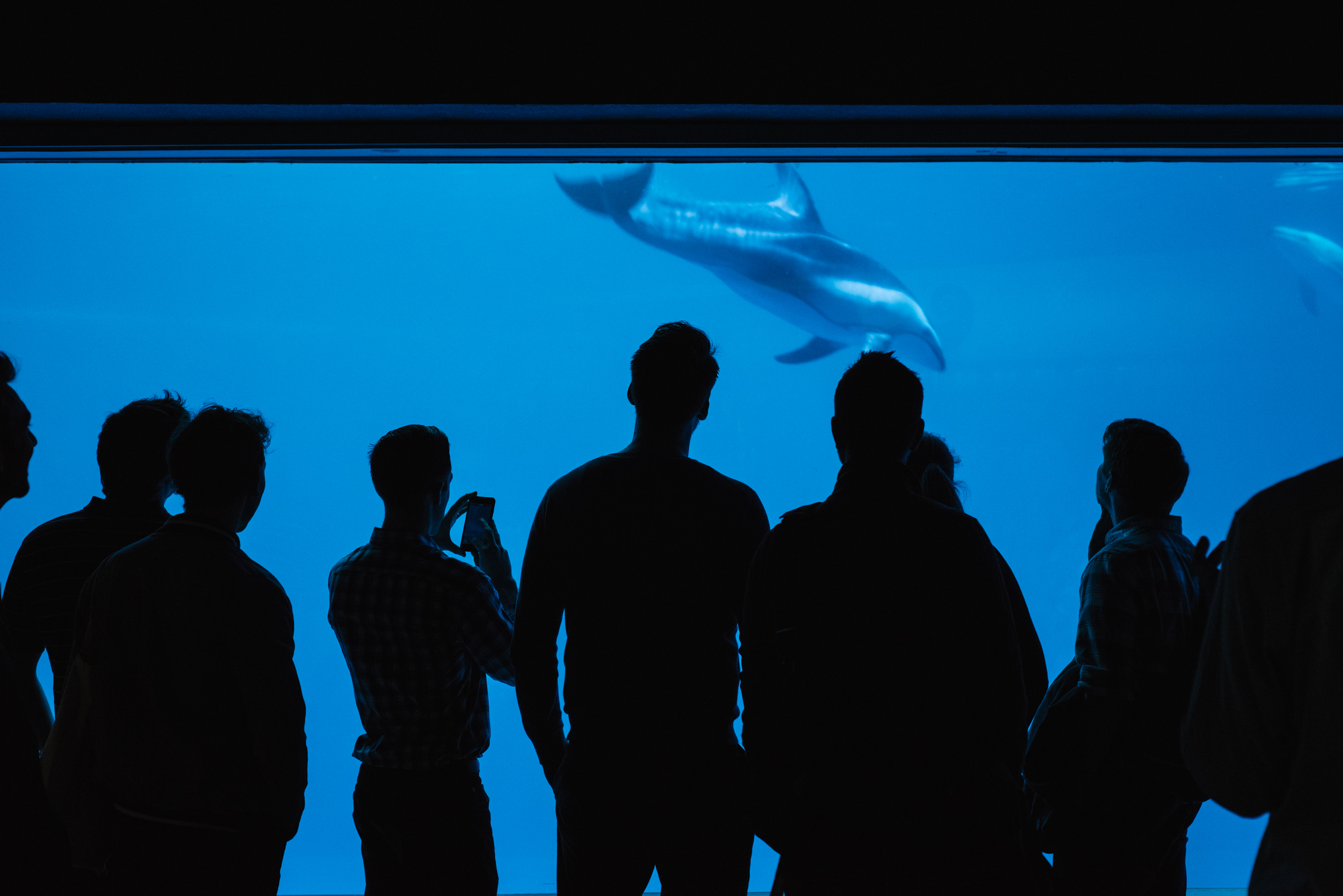 Shedd Aquarium Tour