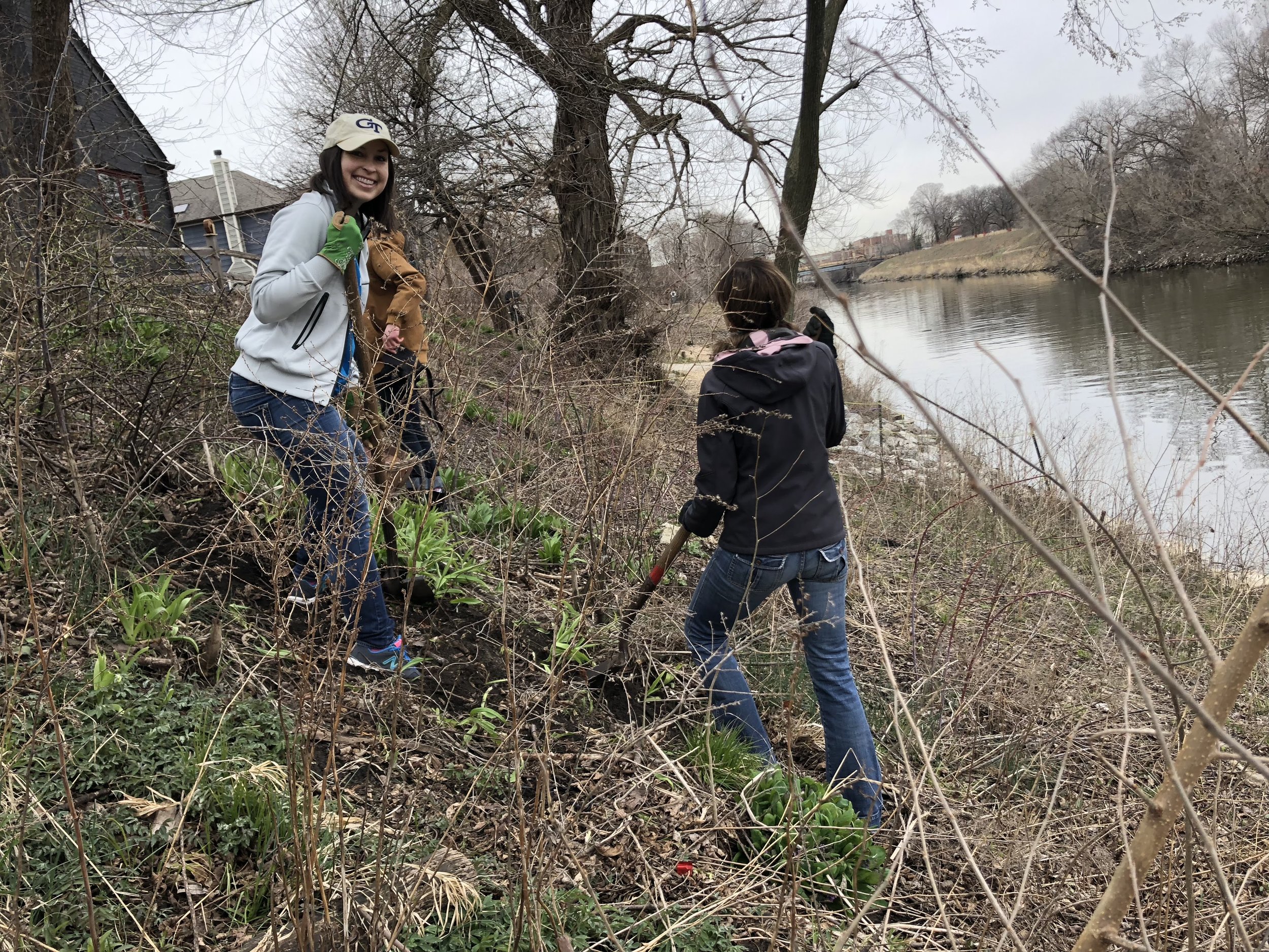 Volunteers remove invasive plants from the Horner Park riverbank