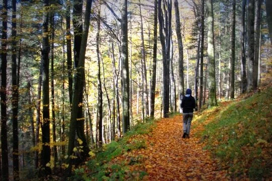 Let’s Grow: Can Biophilia Help Combat the Coronavirus?