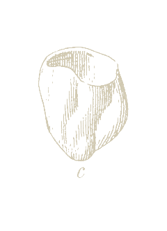 tooth5.png
