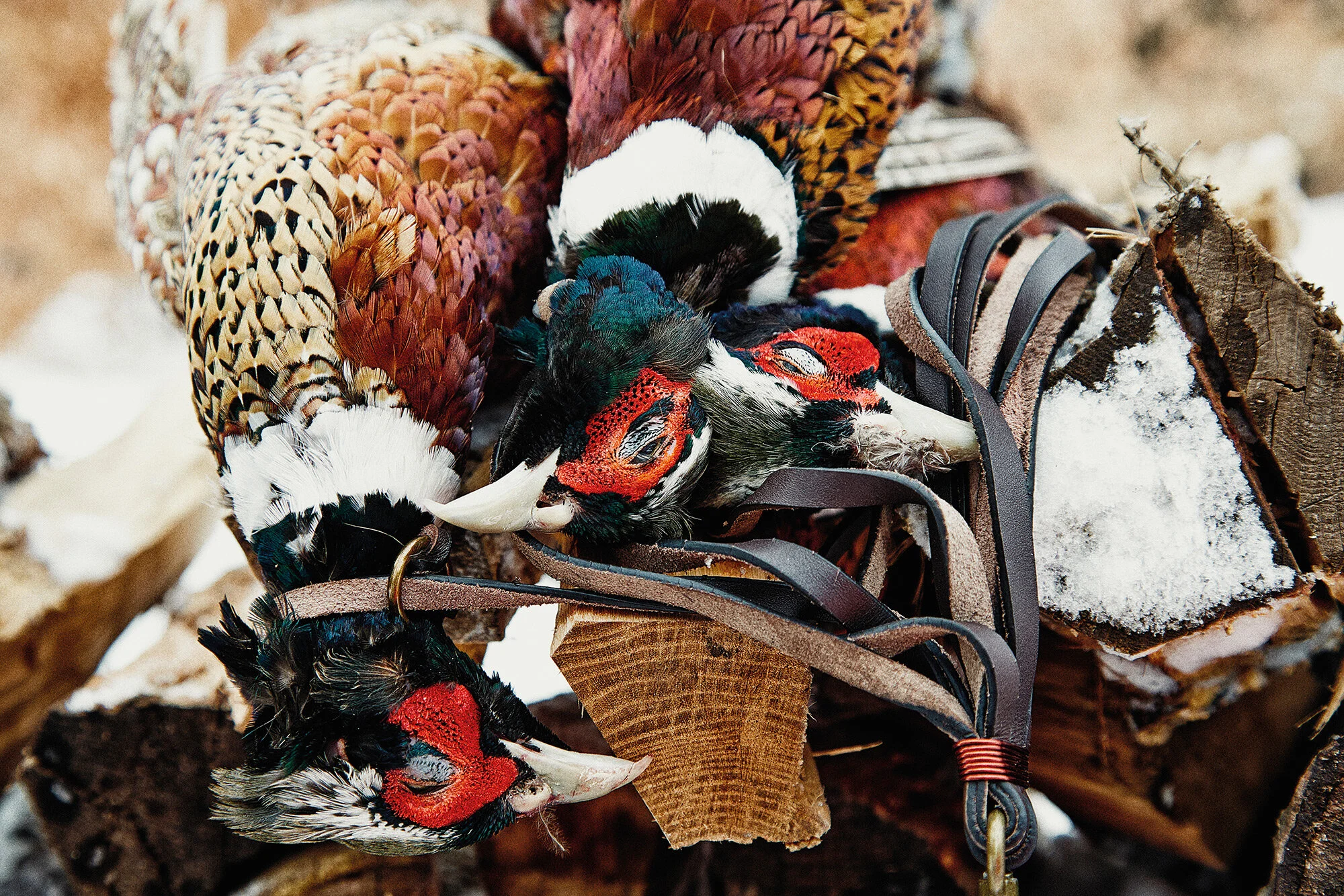 03_Danny-Christensen---The_Urban_Huntsman_Pheasant_1.jpg
