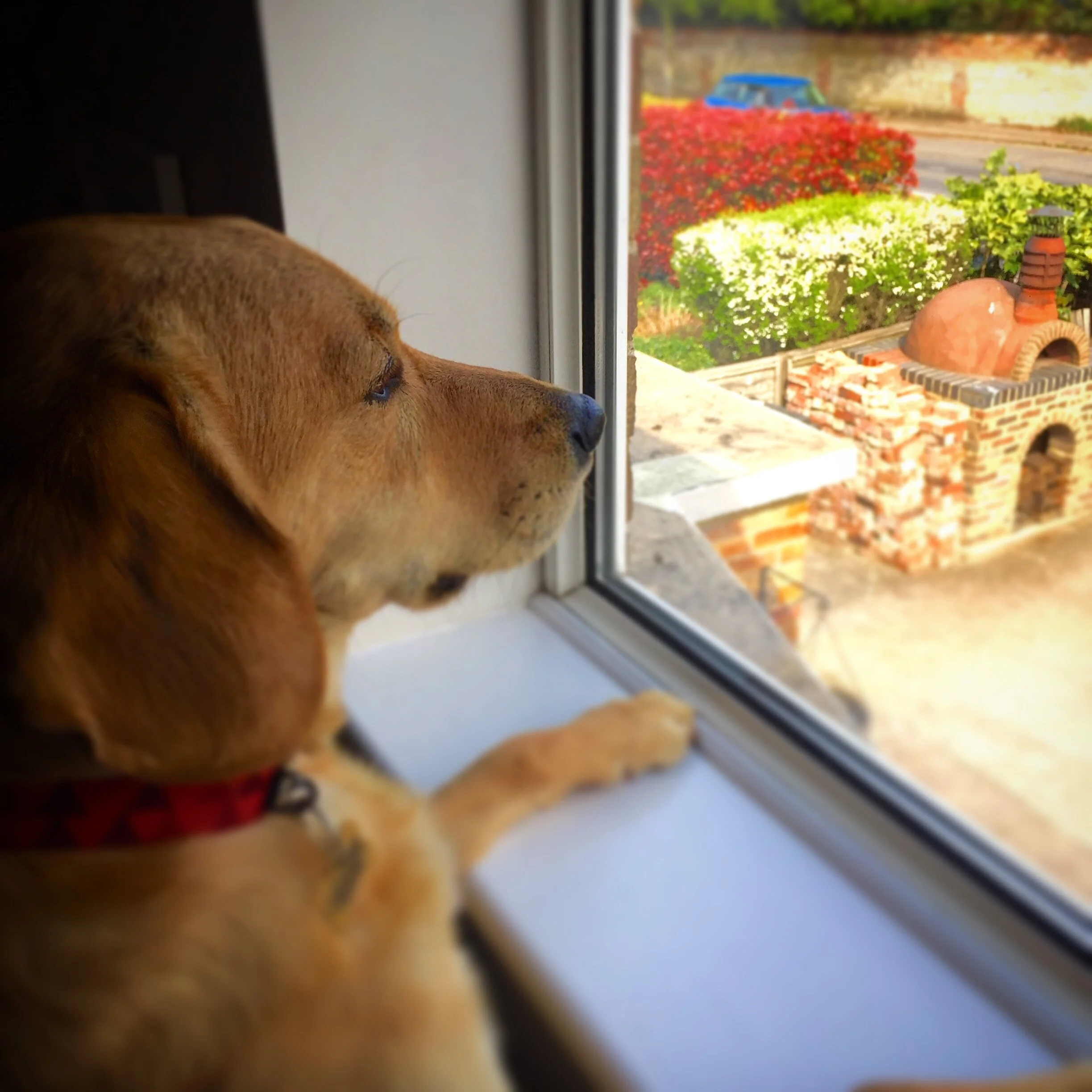 Cosmo The  Family Mascot Pizza Spotting