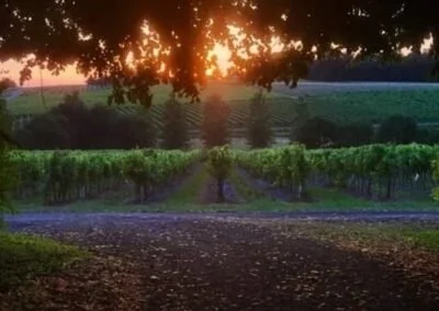 le-vignogble-400x284.jpg
