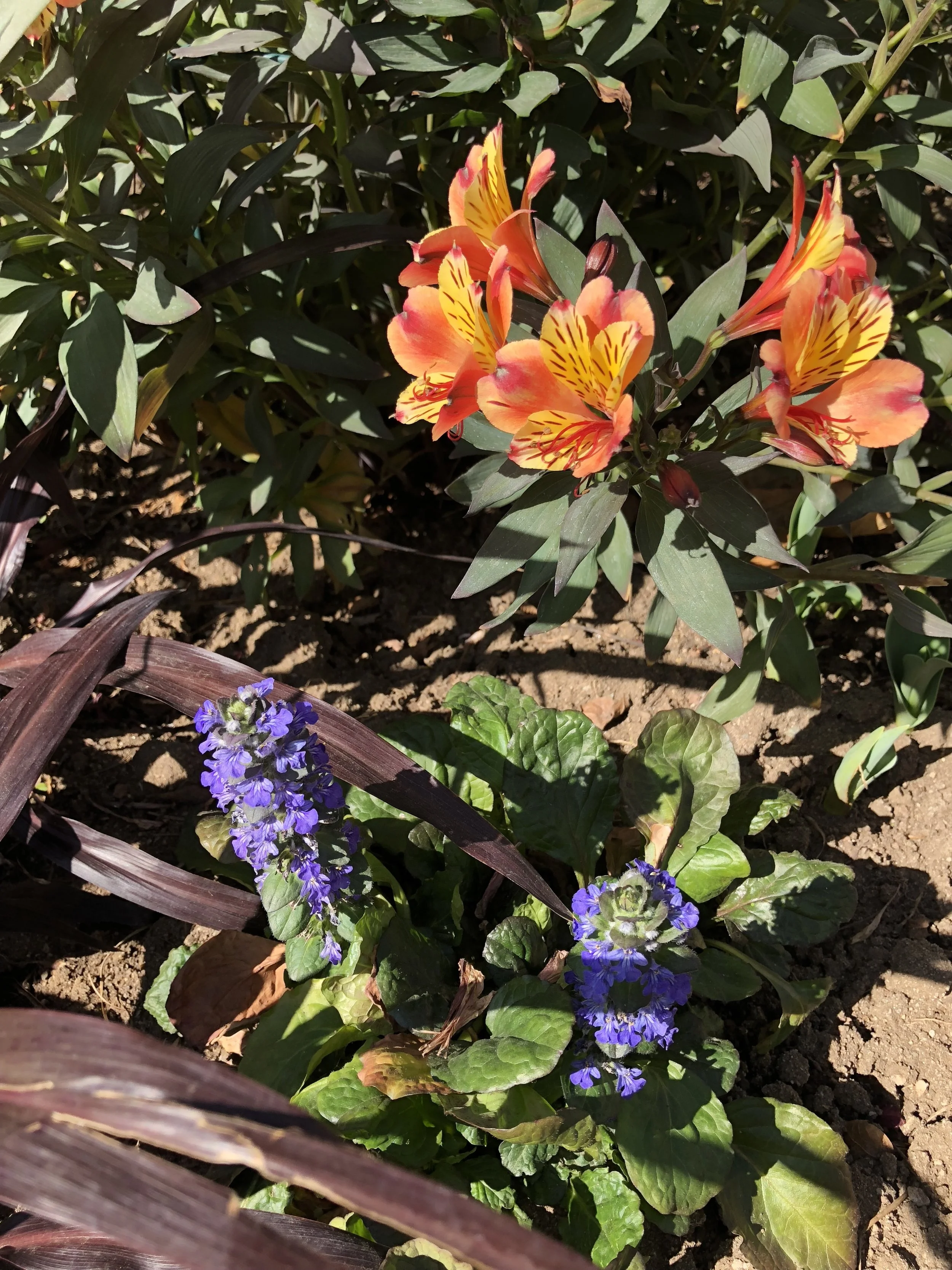 Flowers in February