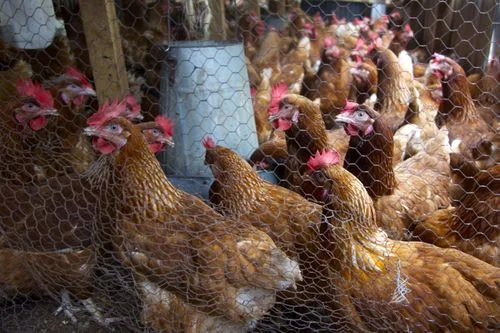 Jane's Henhouse
