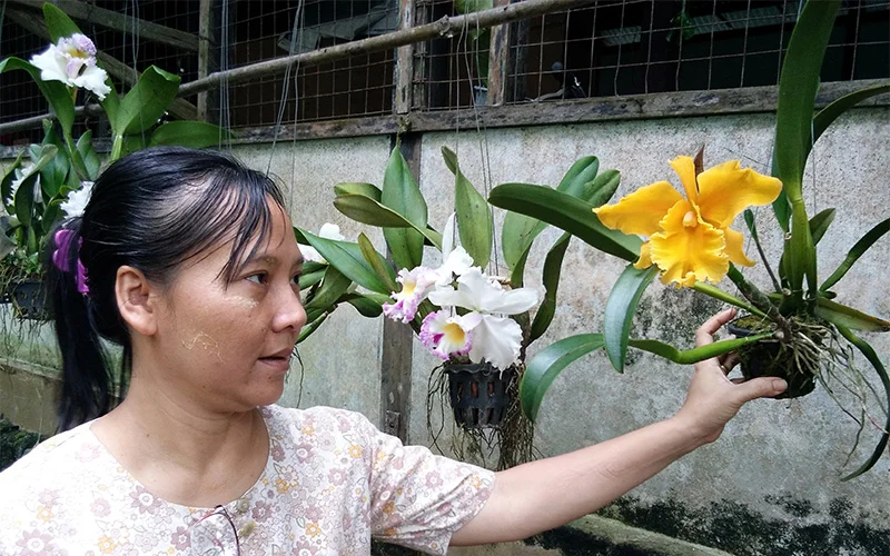 Naw Yin's Orchid Business in Myanmar