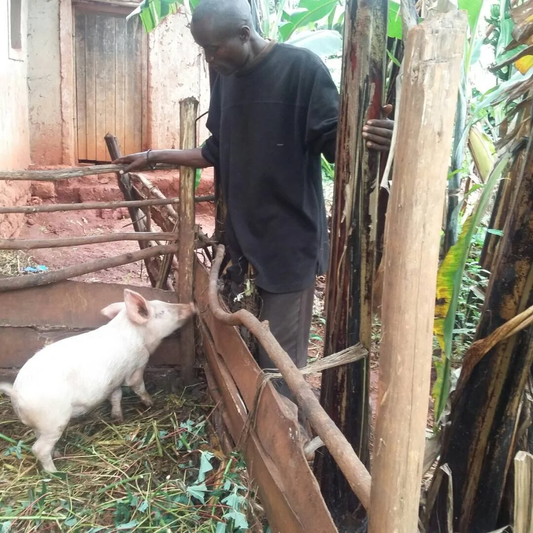 Elie inspects an enclosure where he keeps his pigs in Burundi