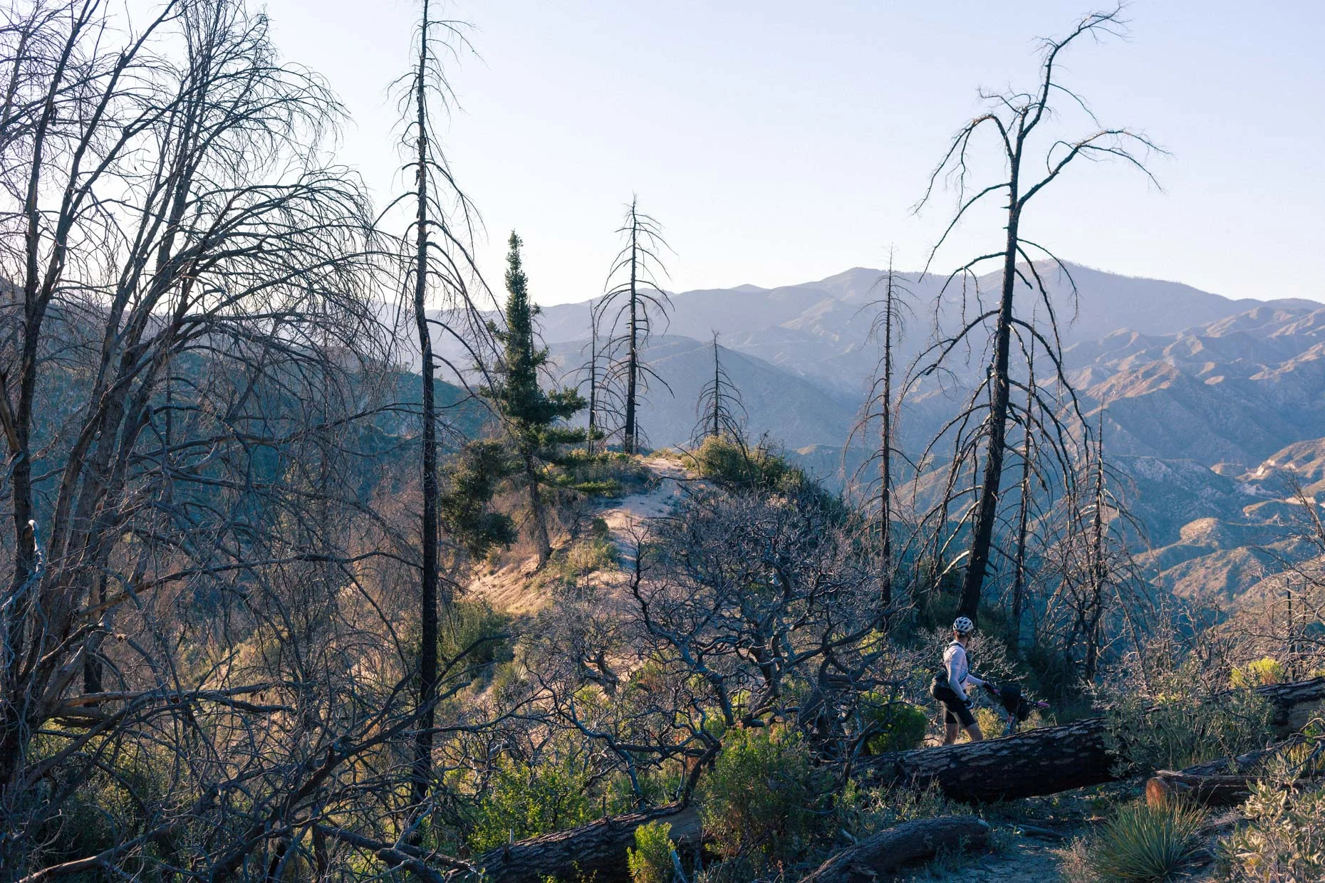 Looking for the trail after a fire in Angeles National Forest