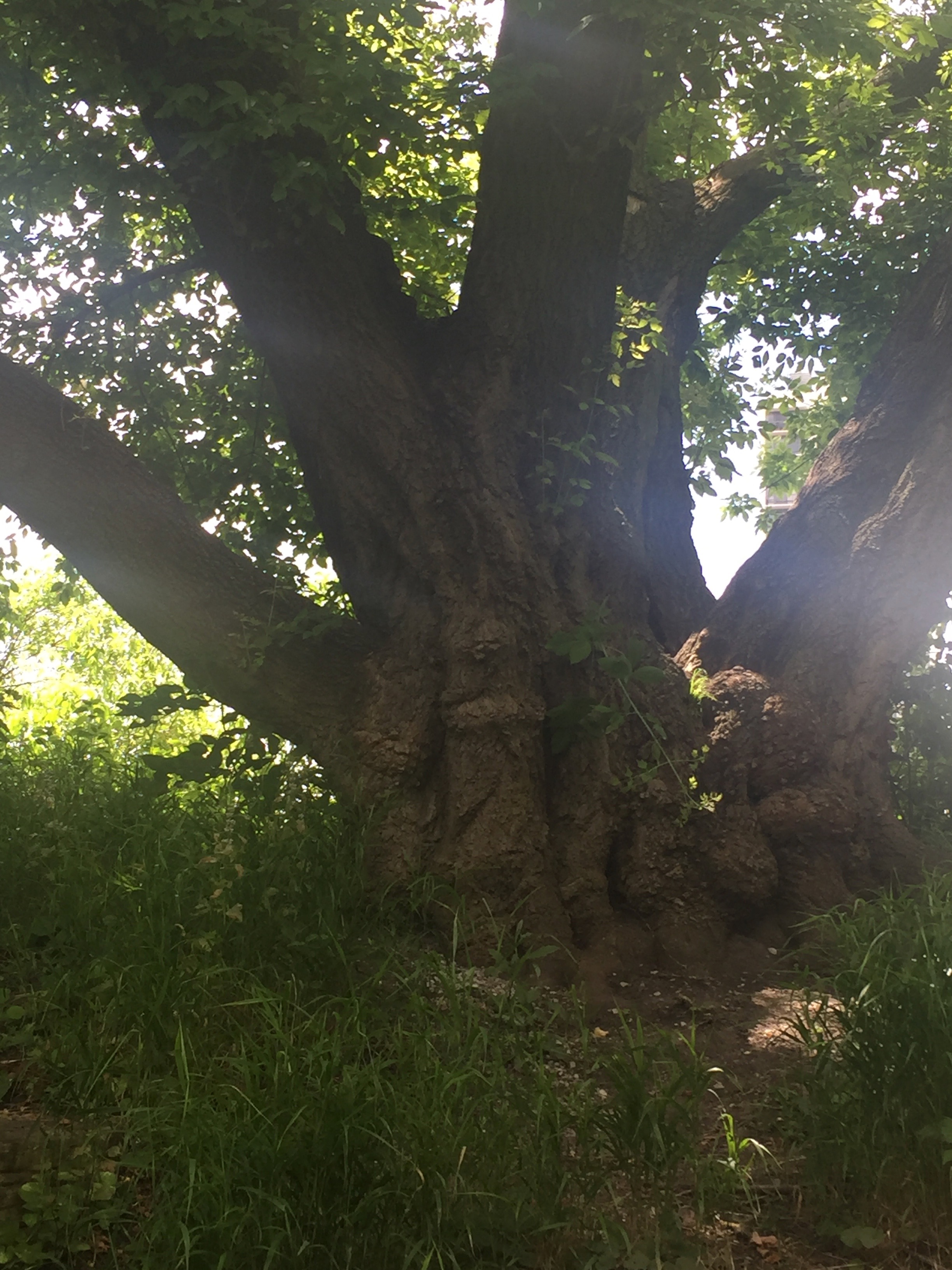 Ancient and gnarly