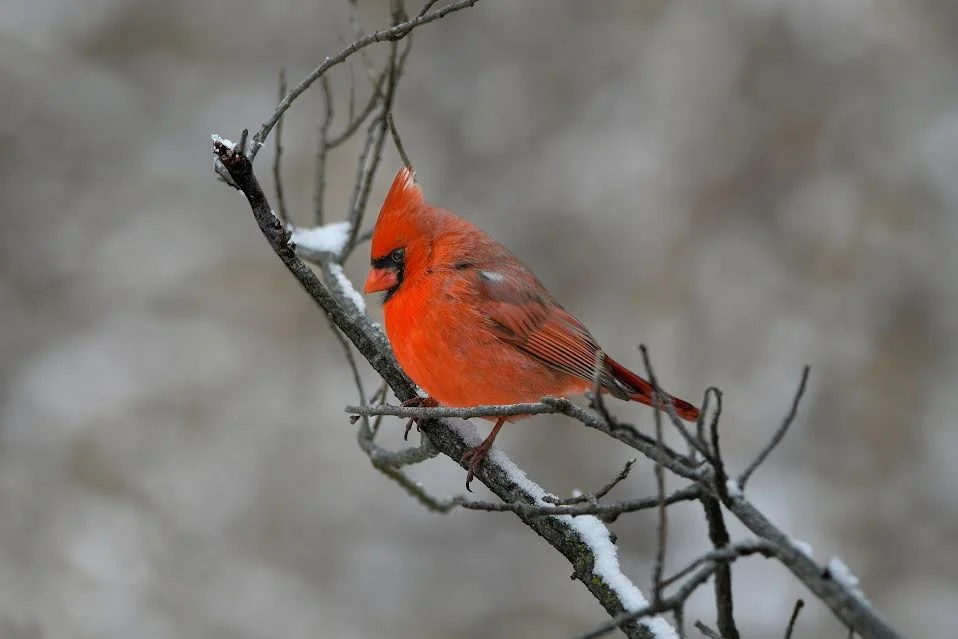 Peaceful Snowfall.jpg