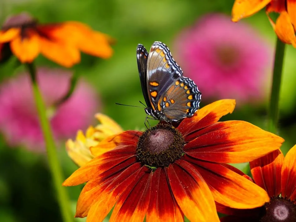 Red Spotted Purple.jpg